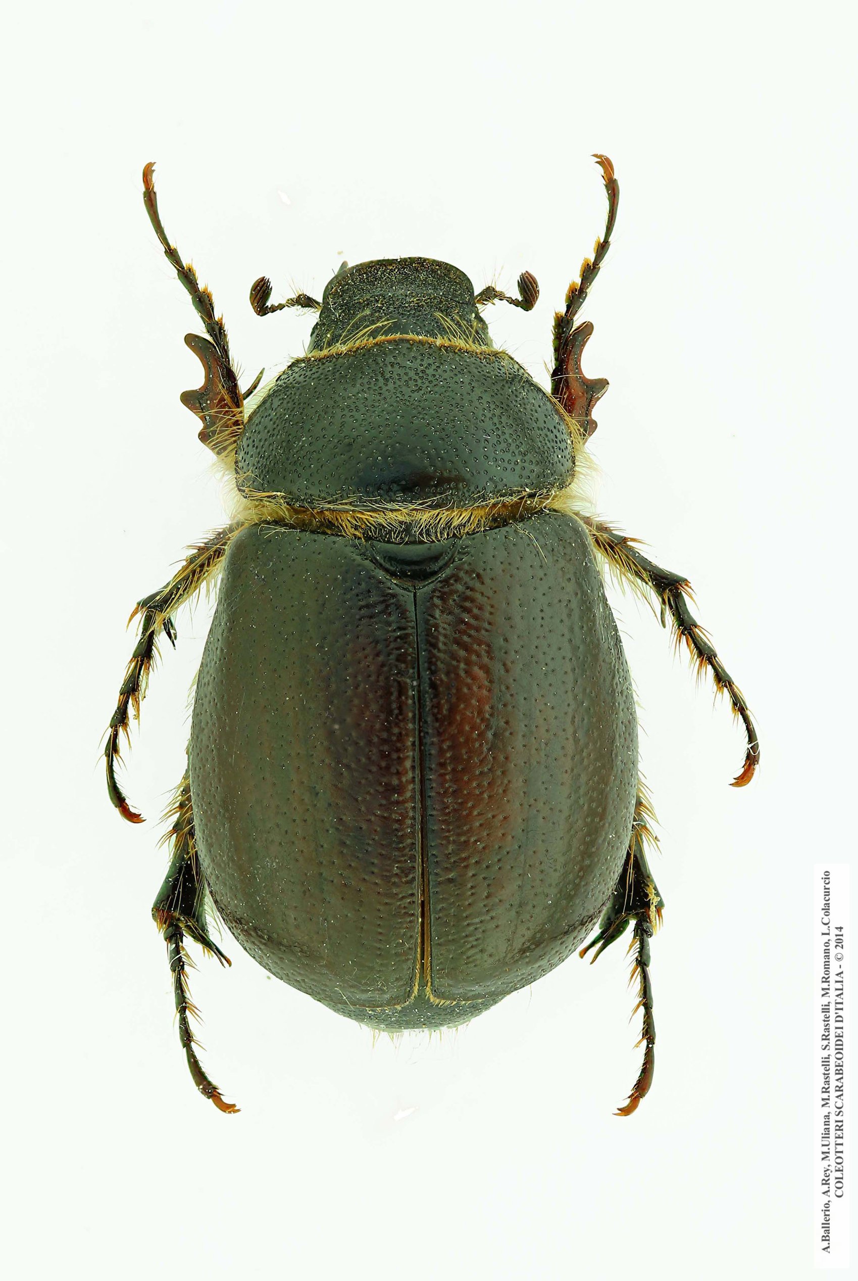 Pachydema hirticollis, femmina